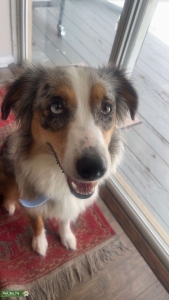 Blue Merle Aussie (F) Listing Image