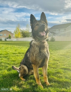 German Shepherd  Listing Image