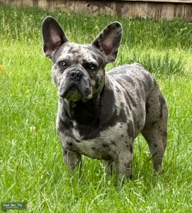 Yoda Boy Blue Listing Image