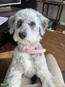 Testing the waters Aussiedoodle  Listing Image