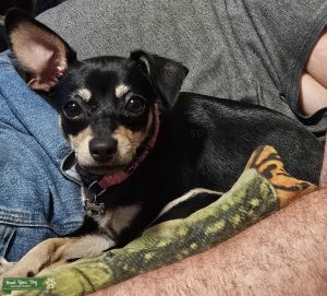 Black & Tan ChiPin Listing Image
