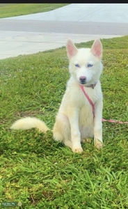 Looking for Stud to breed with. Listing Image