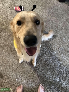 Golden Retriever Field Coat Listing Image
