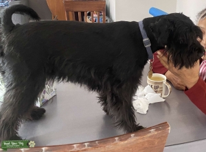 Looking for stud miniature schnauzer purebred  Listing Image