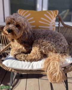 Stud F1 Cavapoo  Listing Image