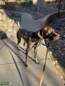 German short haired pointer Listing Image