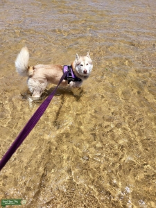 Female Siberian Husky  Listing Image