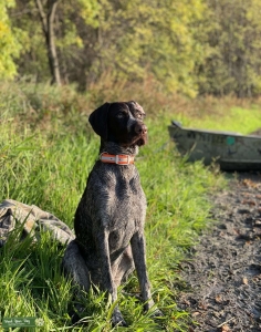 German Wire haired pointer Listing Image
