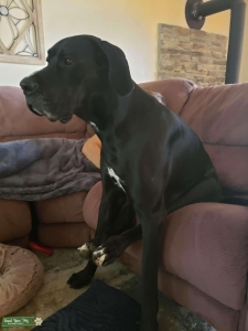 GIANT GREAT DANE, GREAT DNA, GREAT PEDIGREE Listing Image