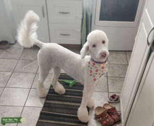 White Sheepadoodle, sweetest baby Listing Image