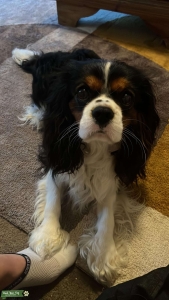 Stud Dog Listing Image