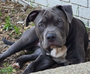 Standard Blue Bully Listing Image