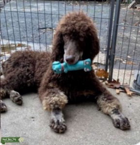 Stud Poodle  Listing Image