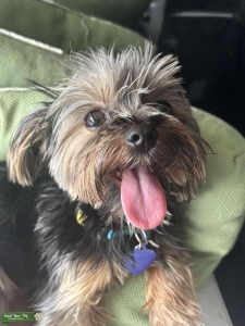 Champion Bloodline Stud (Teacup Yorkie) Listing Image