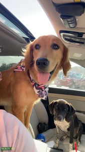 Golden Retriever  Listing Image