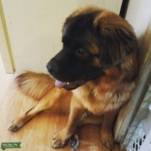 Akita chow St. Bernard  Listing Image