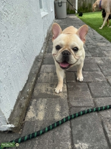 Beautiful Boy, sweet temperament  Listing Image