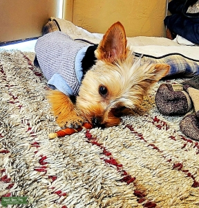 Teacup Female Yorkie Listing Image
