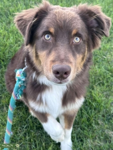 Red Tri Australian Shepherd  Listing Image