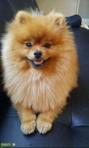 Pure Bread Pomeranian  Listing Image