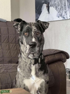 Merle Great Dane Mix Listing Image