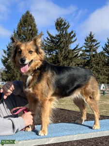 Looking to breed Female Aussie Listing Image