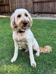 F2b Male Golden Doodle  Listing Image
