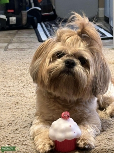 Purebred Shih Tzu STUD Listing Image