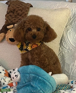 Red Toy Poodle Listing Image