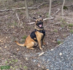 Belgian Malinois Male Stud for Breeding Listing Image