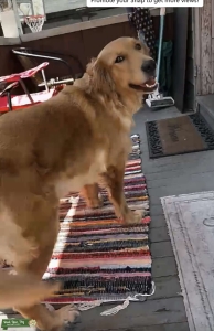 Golden retriever  Listing Image