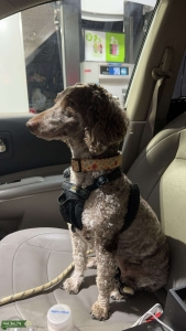 Moyen poodle Listing Image