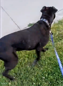 Black Cane Corso  Listing Image