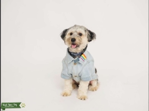 YorkiePoo Stud  Listing Image