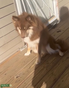 Chocolate pomsky Listing Image