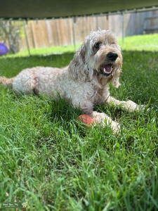 Sweet Goldendoodle Male Listing Image