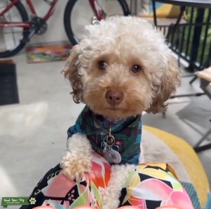 Cream and Brown Phantom Poodle Light Brown Nose  Listing Image