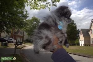 Pure Bred Merle pomeranian Listing Image