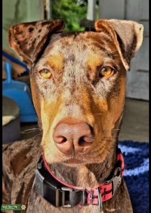 Doberman/Catahoula  Listing Image