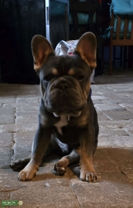 Frenchie Listing Image