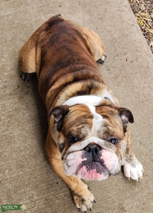 English Bulldog brindle stud Listing Image