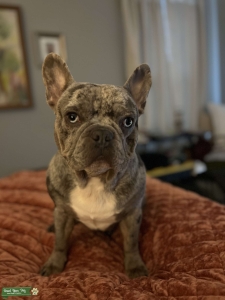 Beautiful AKC French Bulldog Stud Listing Image