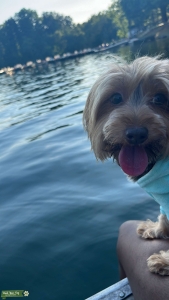 Chocolate Yorkshire terrier  Listing Image