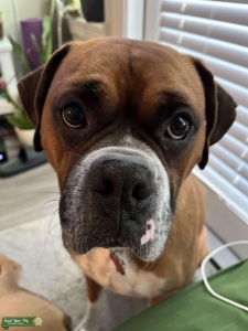 Boxer stud  Listing Image