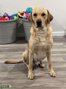 Stud Dog Listing Image
