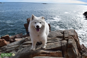 Samoyed Female Listing Image