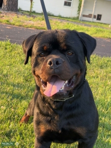 Multi-Champion AKC Rottweiler Stud Listing Image