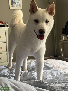 Handsome Shiba Inu Stud Dog, White/Cream Coat Listing Image