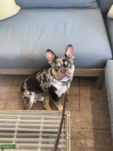 Chocolate Tri Merle French bulldog  Listing Image