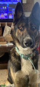 German Shepherd/Siberian Husky Mix Listing Image